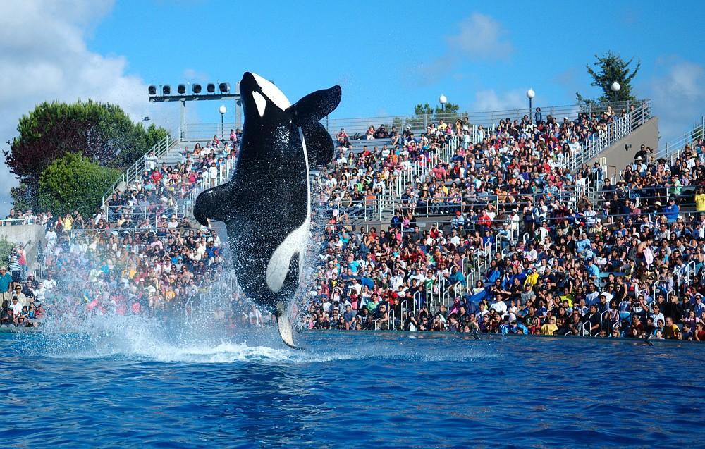 SeaWorld Needs To Do More Than Simply Ending Killer Whale Shows – Daily