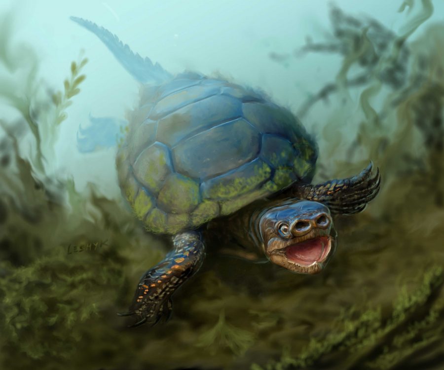 Newly Discovered Turtle Fossil Named After Museum Volunteer