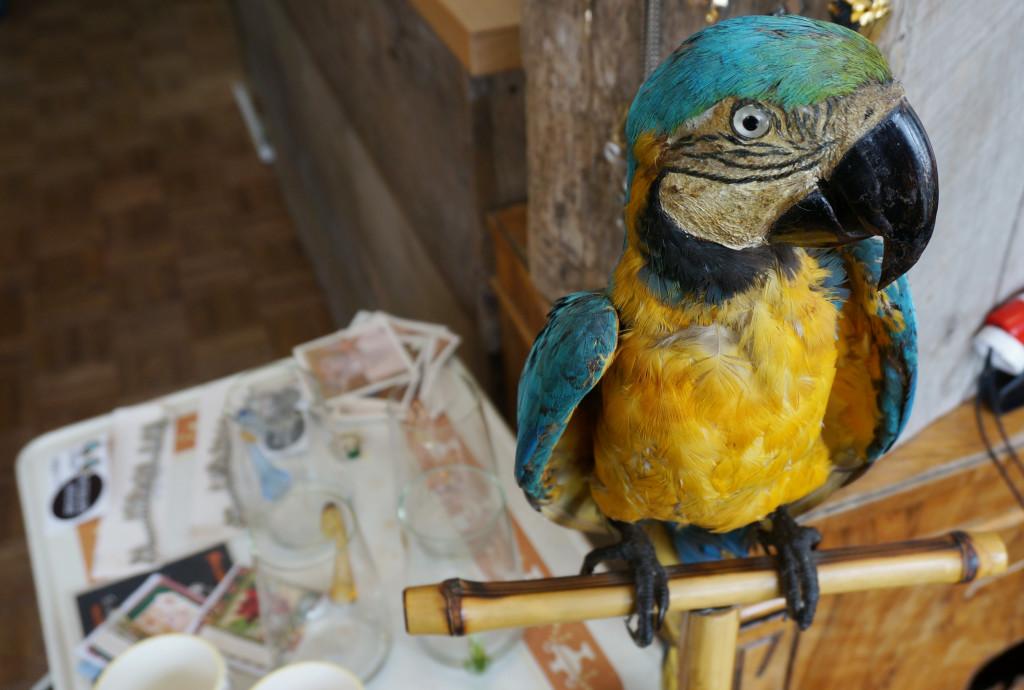 A stuffed parrot is on display inside Afterlife Vintage in Salt Lake City on Thursday, Nov. 19, 2015. Rishi Deka, Daily Utah Chronicle.