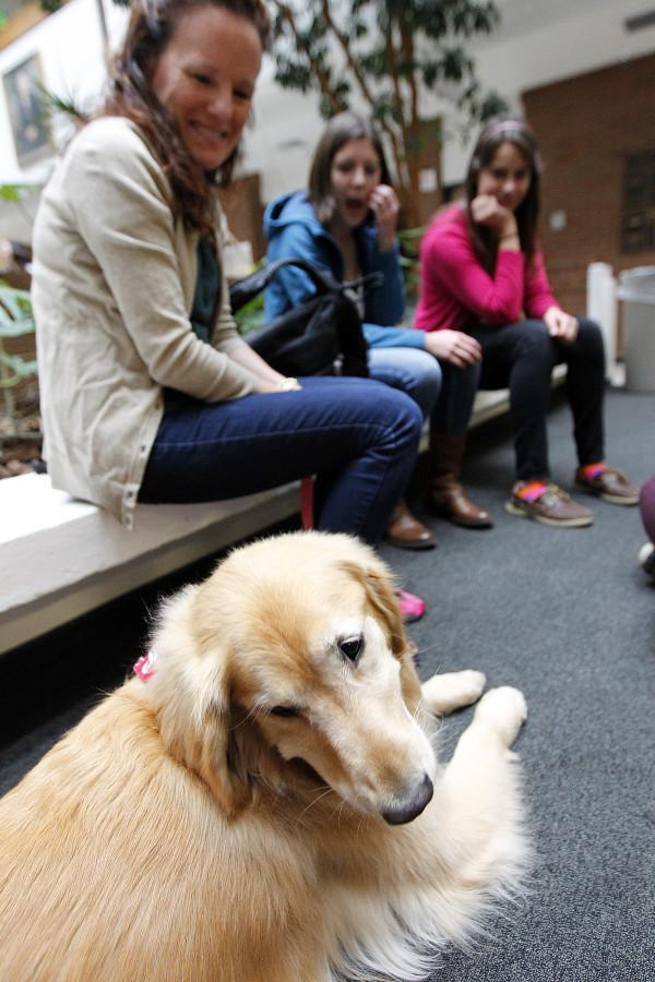 Stella, a golden retriever, meets students with her handler Karen Piotrowski, left, as part of a visit by Therapy Animals of Utah at the social work building, Wednesday, Dec. 9, 2015.