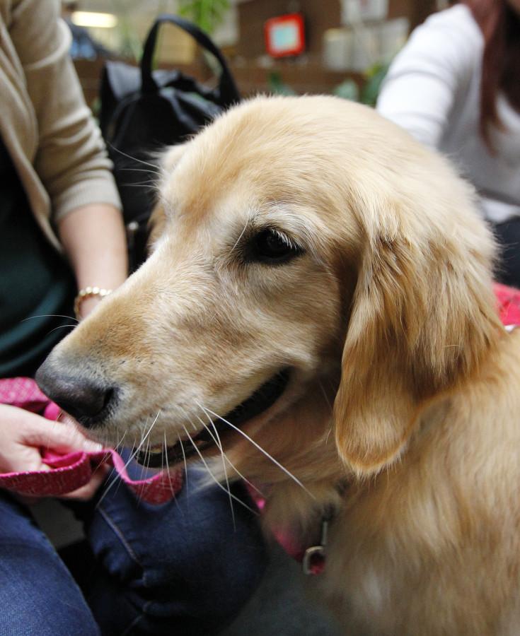 Stella, a golden retriever, meets students as part of a visit by Therapy Animals of Utah at the social work building, Wednesday, Dec. 9, 2015.