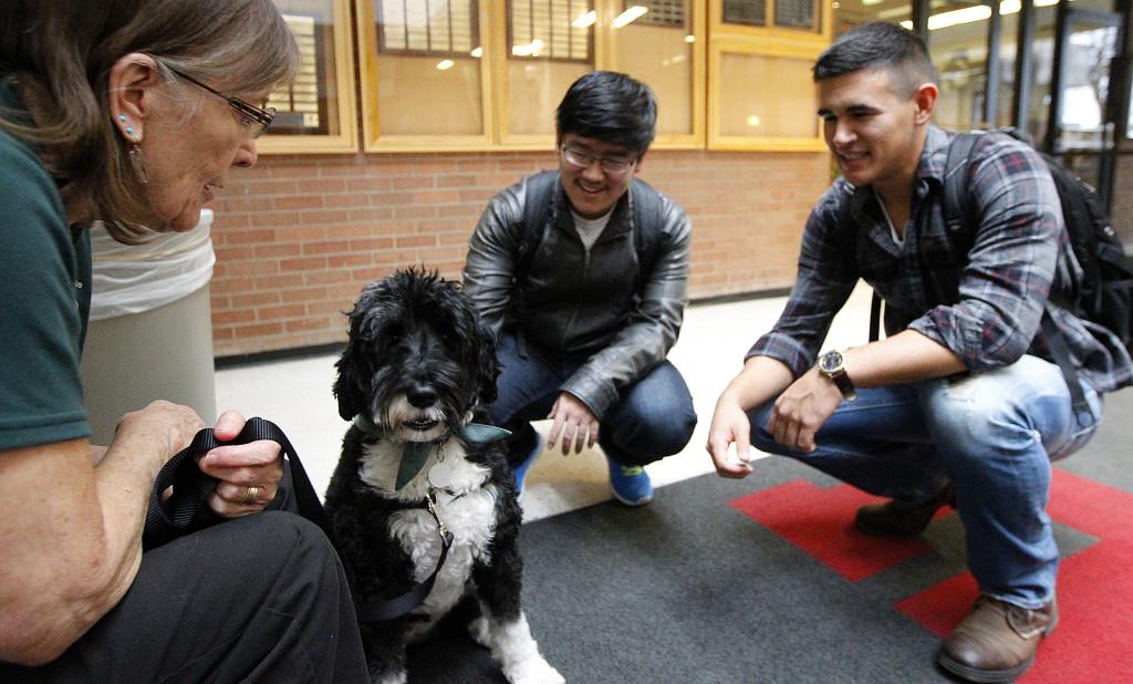 Misty, a Portuguese water dog, meets students with her handler Mary Ridges, left, as part of Therapy Animals of Utah at the social work building, Wednesday, Dec. 9, 2015.