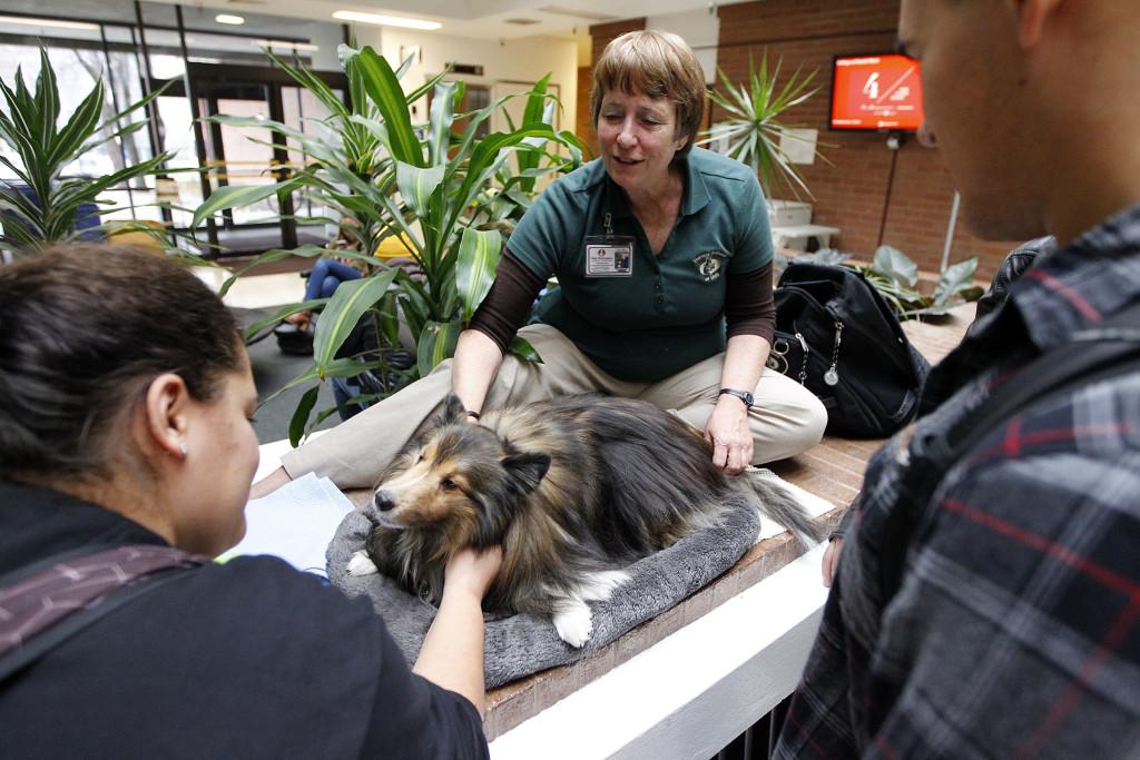 Mr. Parker, a shetland sheepdog, meets students with her handler Debbie Carr, center, as part of a visit by Therapy Animals of Utah at the social work building, Wednesday, Dec. 9, 2015.