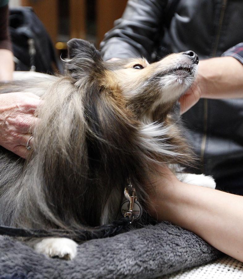 Mr. Parker, a shetland sheepdog, is petted by students as part of a visit by Therapy Animals of Utah at the social work building, Wednesday, Dec. 9, 2015.