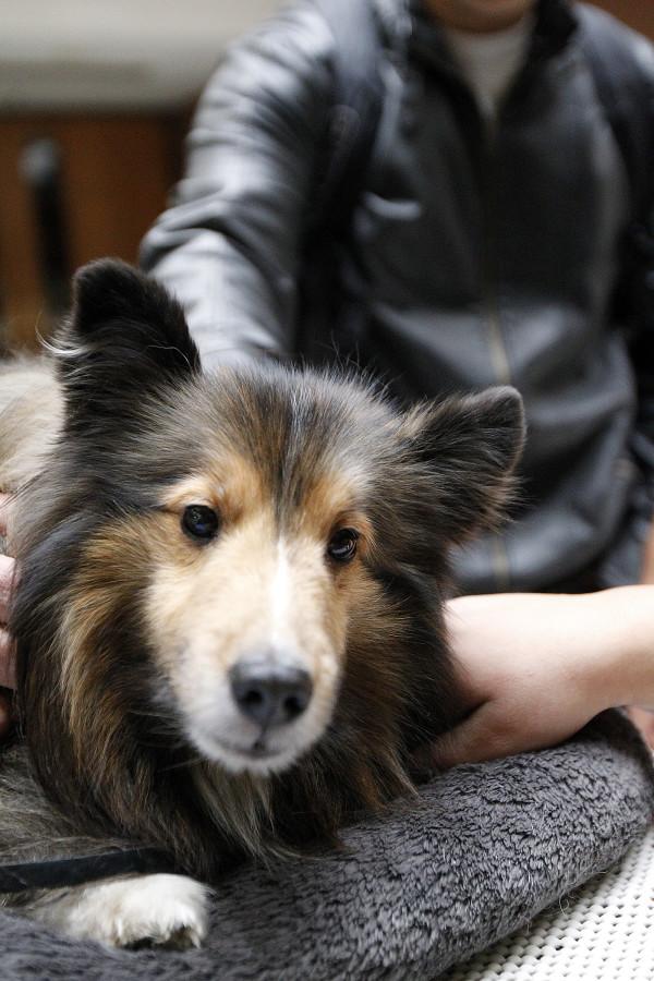 Mr. Parker, a shetland sheepdog, is petted by students as part of a visit by Therapy Animals of Utah at the social work building, Wednesday, Dec. 9, 2015.