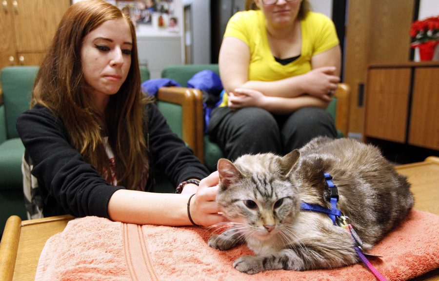 Madison Korous, left, a freshman in architecture, pets Mr. Happy as part of a visit by Therapy Animals of Utah at the social work building, Wednesday, Dec. 9, 2015.