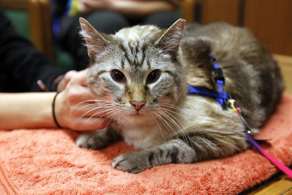 Mr. Happy is petted by students as part of a visit by Therapy Animals of Utah at the social work building, Wednesday, Dec. 9, 2015.