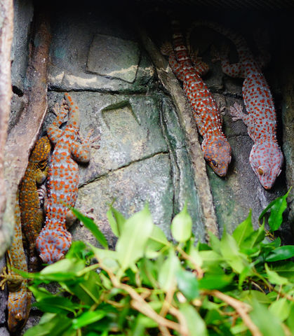 Tokay Geckos at Geckos Live! at the Natural History Museum of Utah at the U in Salt Lake City, Utah on Saturday, Jan. 30th, 2016. (Rishi Deka, Daily Utah Chronicle)