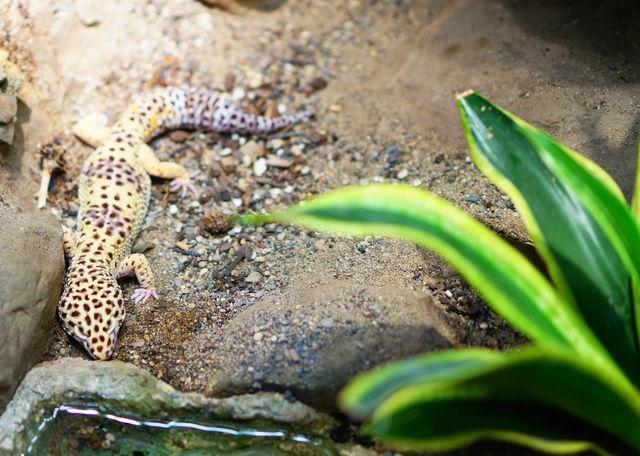 The Leopard Gecko at Geckos Live! at the Natural History Museum of Utah at the U in Salt Lake City, Utah on Saturday, Jan. 30th, 2016. (Rishi Deka, Daily Utah Chronicle)
