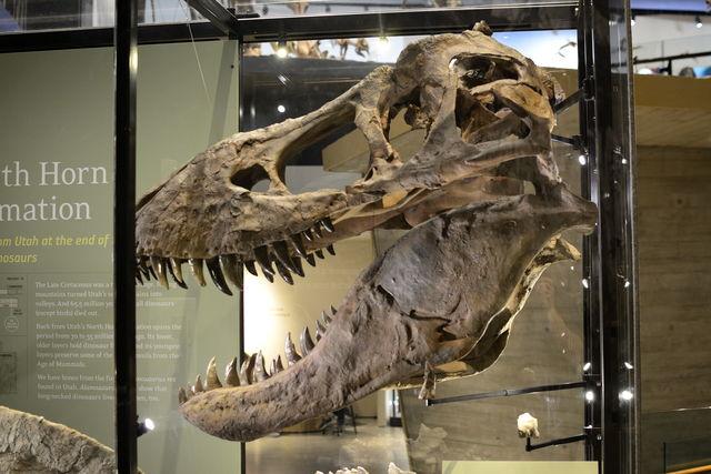 dinosaur museum 2