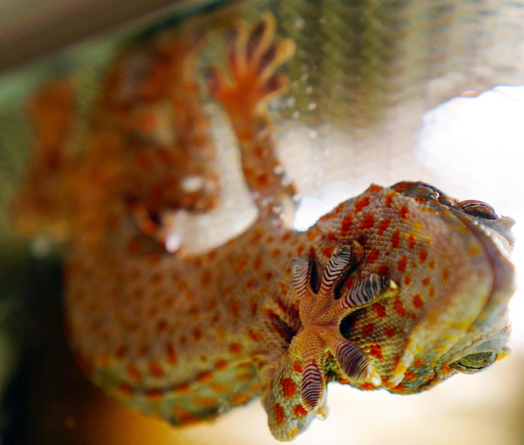 A tokay gecko places its hand on the glass at the Geckos Live! exhibit in the Natural History Museum of Utah on Saturday, Jan. 30, 2016. (Rishi Deka, Daily Utah Chronicle)