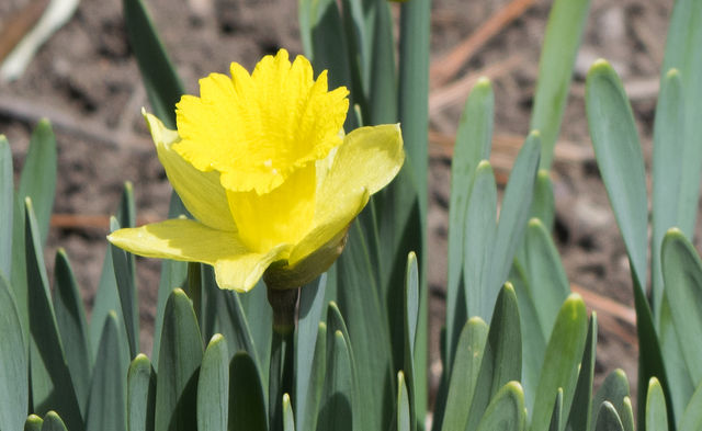 Red+Butte+Garden+Opens+Sixth+Annual+Display+of+Daffodils