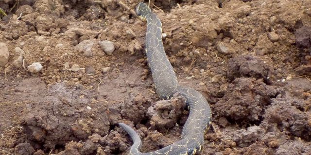 U Students Discover New Species Of Snake, Bitis Harenna, In Ethiopia