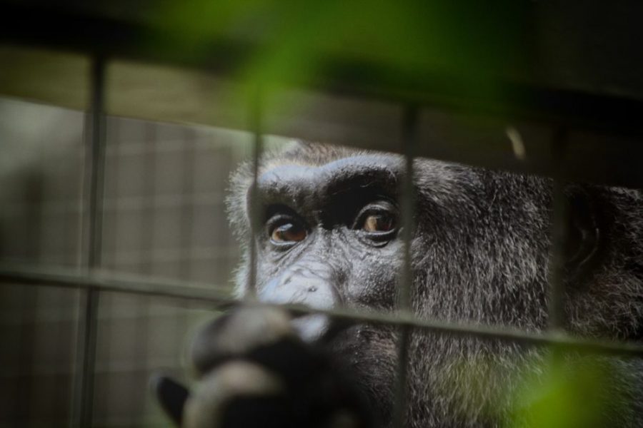 We Should Reconsider Ape and Primate Captivity