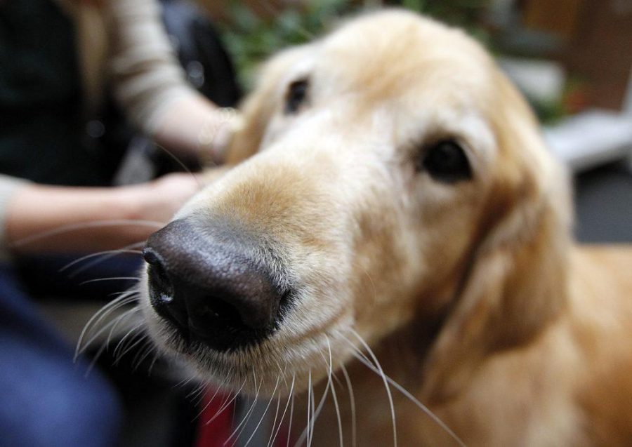 Stella, a golden retriever, meets students  as part of a visit by Therapy Animals of Utah at the social work building, Wednesday, Dec. 9, 2015.