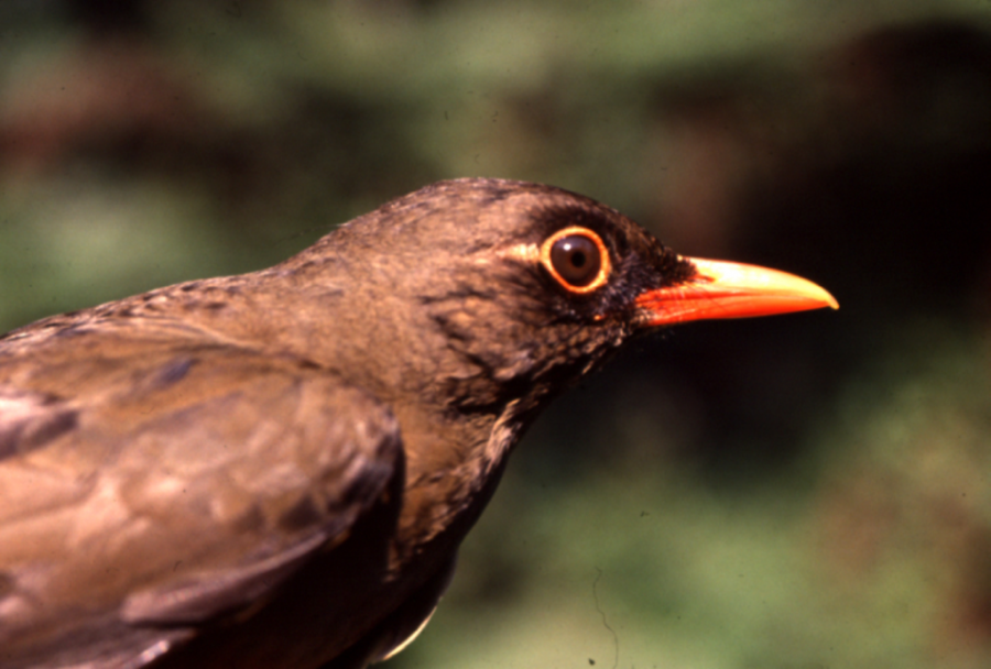 Usambara Thrush is a globally endangered bird species due to habitat fragmentation.
