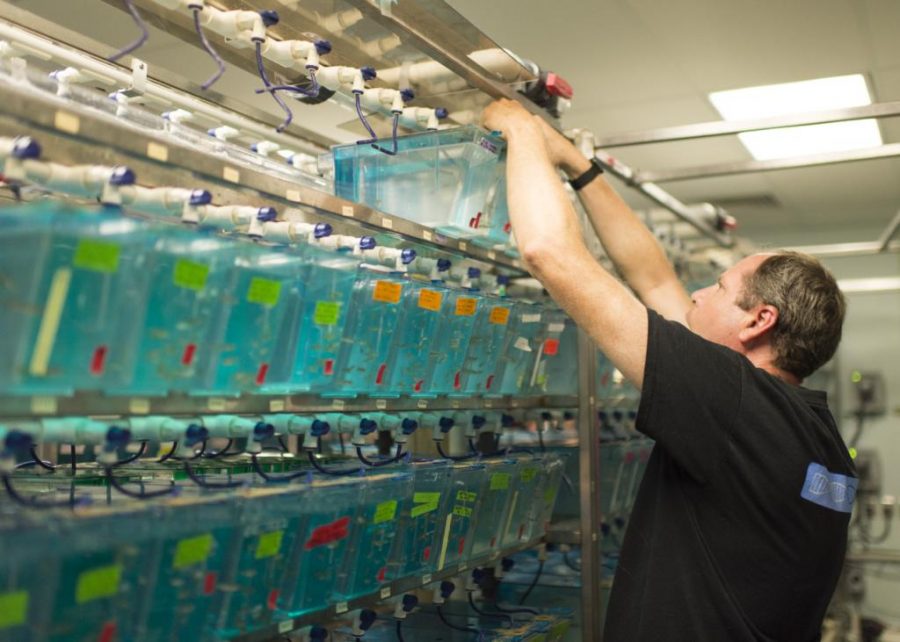 Professor Richard Dorsky, from the department of Neurobiology and Anatomy, shows the inside of a research laboratory where he isolates various genes of zebrafish to look at the behavioral effects in the comparative medicine building on campus on Thursday, Sept. 7, 2017

(Photo by Kiffer Creveling | The Daily Utah Chronicle)