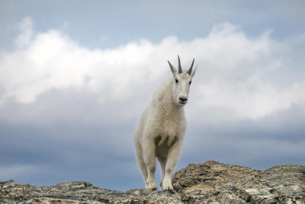 Barron: Scientists Aren’t Out to Get Your Goat - The Daily Utah Chronicle