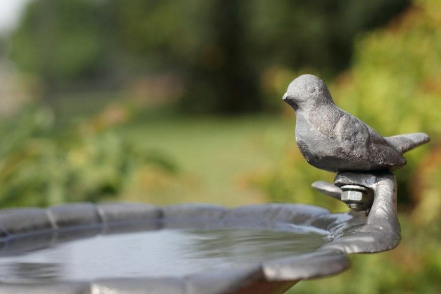 Standing water in a bird bath. (Photo courtesy of Chronicle Archives)