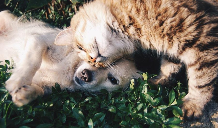 Cat and dog in the grass.