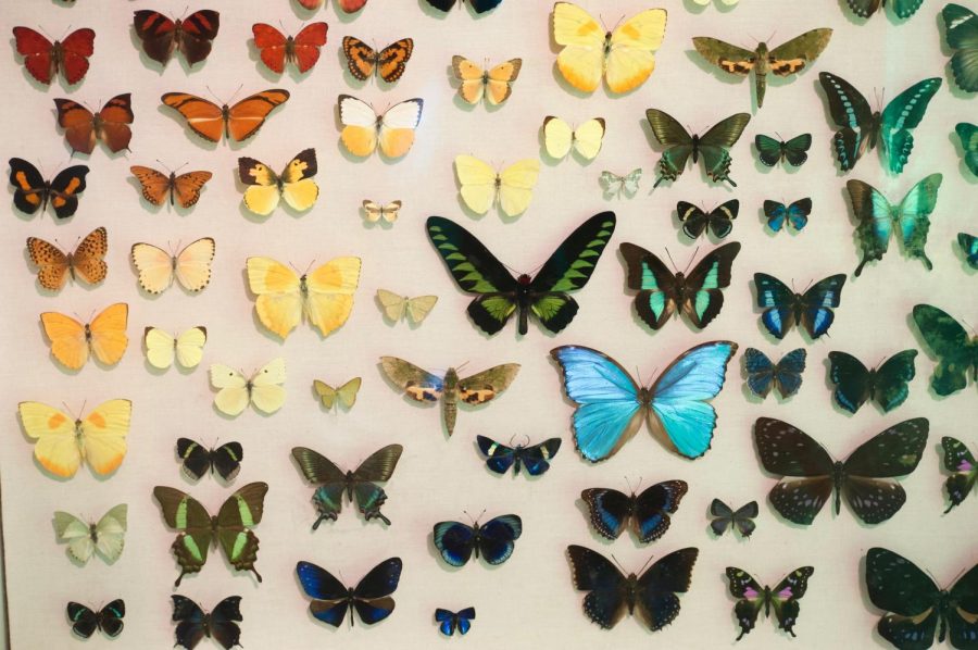 Butterfly Installation at Thanksgiving Point | Photo by Palak Jayswal 