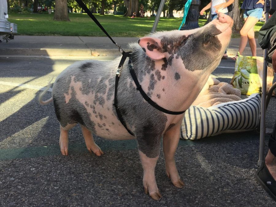 Olive the pig with Anonymous for the Voiceless (Photo by Alison Myers | The Daily Utah Chronicle)