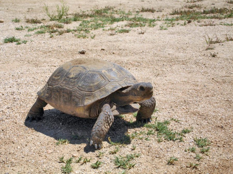 Kennedie Starr writes that fragile desert tortoises should not pay the price of population growth. (Courtesy Wikimedia Commons)
