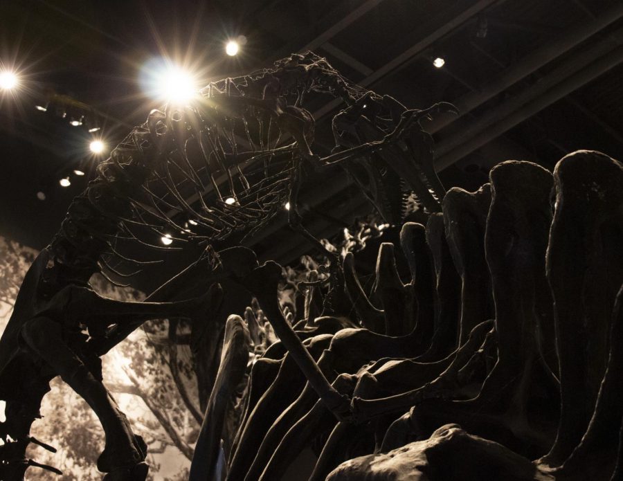(Inside the Natural History Museum of Utah | Daily Utah Chronicle)