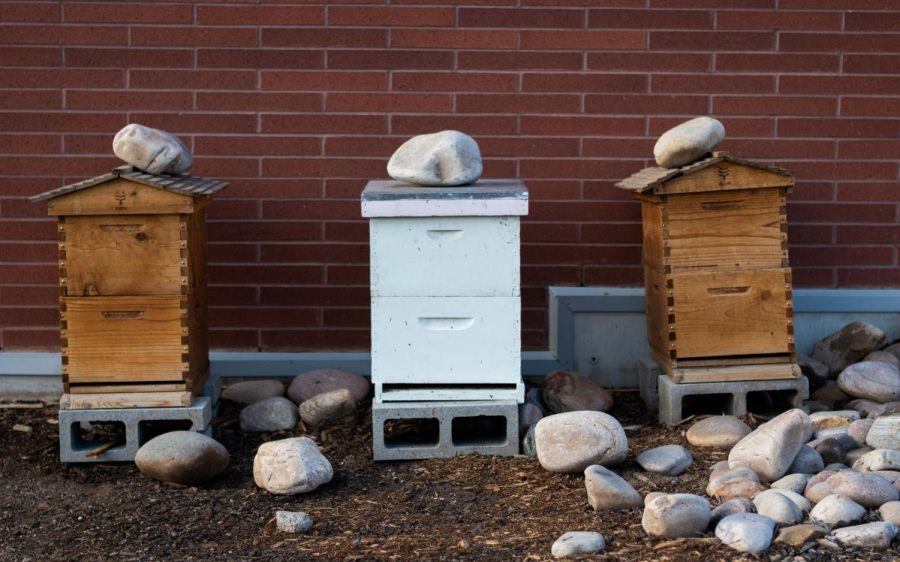 Beehives outside the Mariott Honors Community on campus. Feb. 1, 2021. (Photo by Jack Gambassi | The Daily Utah Chronicle)