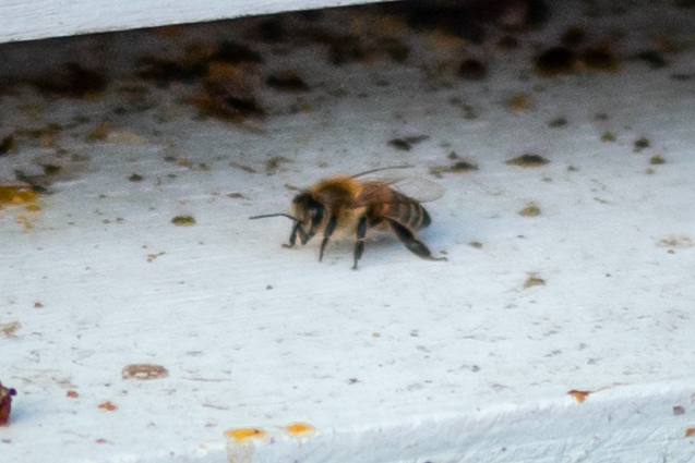 A bee outside the Mariott Honors Community on campus. Feb. 1, 2021. (Photo by Jack Gambassi | The Daily Utah Chronicle)