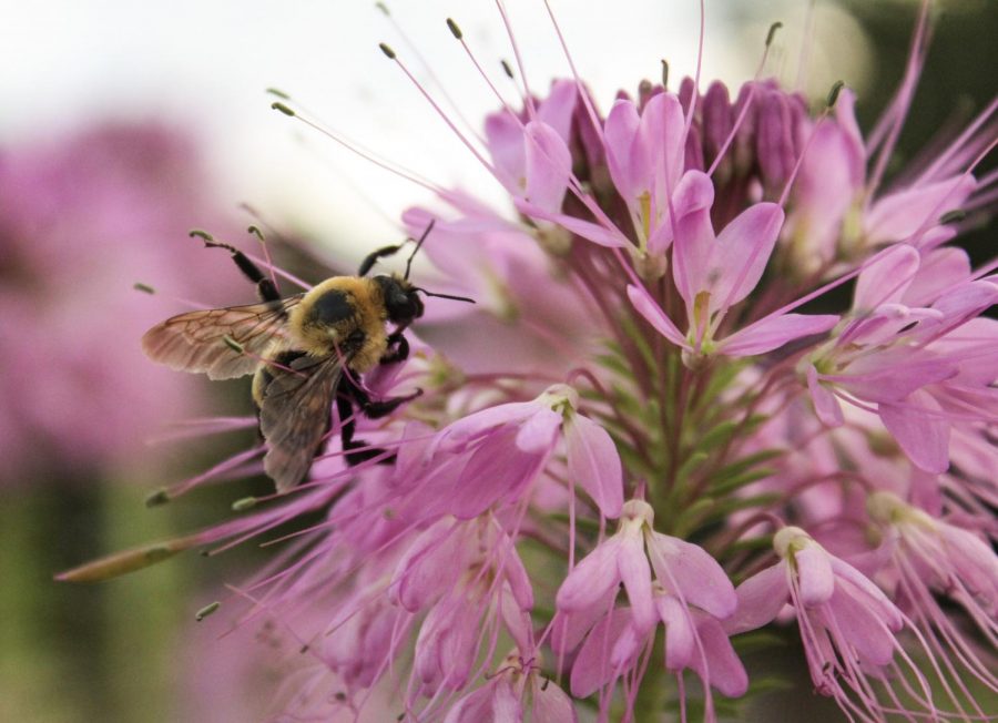 A bee collects nectar from a Rocky Mountain bee plant (Cleome Serrulata) at Red Butte Garden on Thursday, July 29, 2021. (Photo by Brooklyn Critchley | The Daily Utah Chronicle)