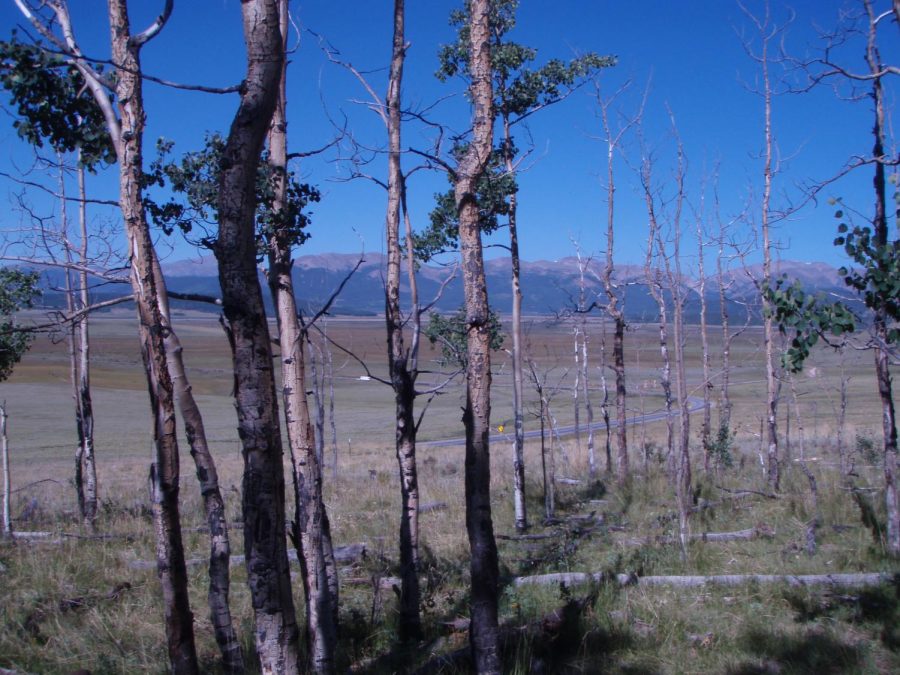 Stressed forests in the southwestern U.S. (Courtesy William Anderegg)
