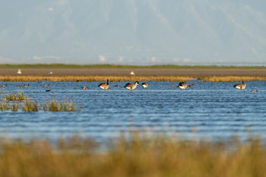 A flock of geese in the wetlands by the Antelope Island, Utah on Sept. 18, 2022.