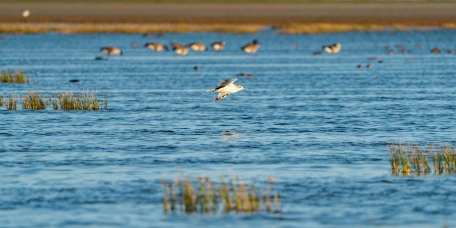 A bird flies through the wetlands near the Antelope Island, Utah on Sept. 18, 2022.