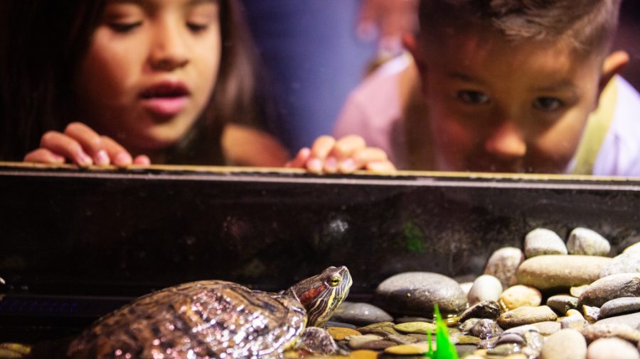 Museum Goers Admire a Live Turtle at NHMUs Wild World: Stories of Conservation and Hope exhibit (Courtesy of the Natural History Museum of Utah)
