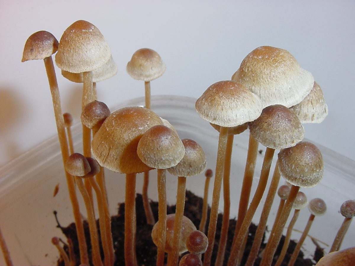 Psilocybe tampanensis, a very rare magic mushroom apart of the pcilocybe genus. (Courtesy of Wikemedia)
