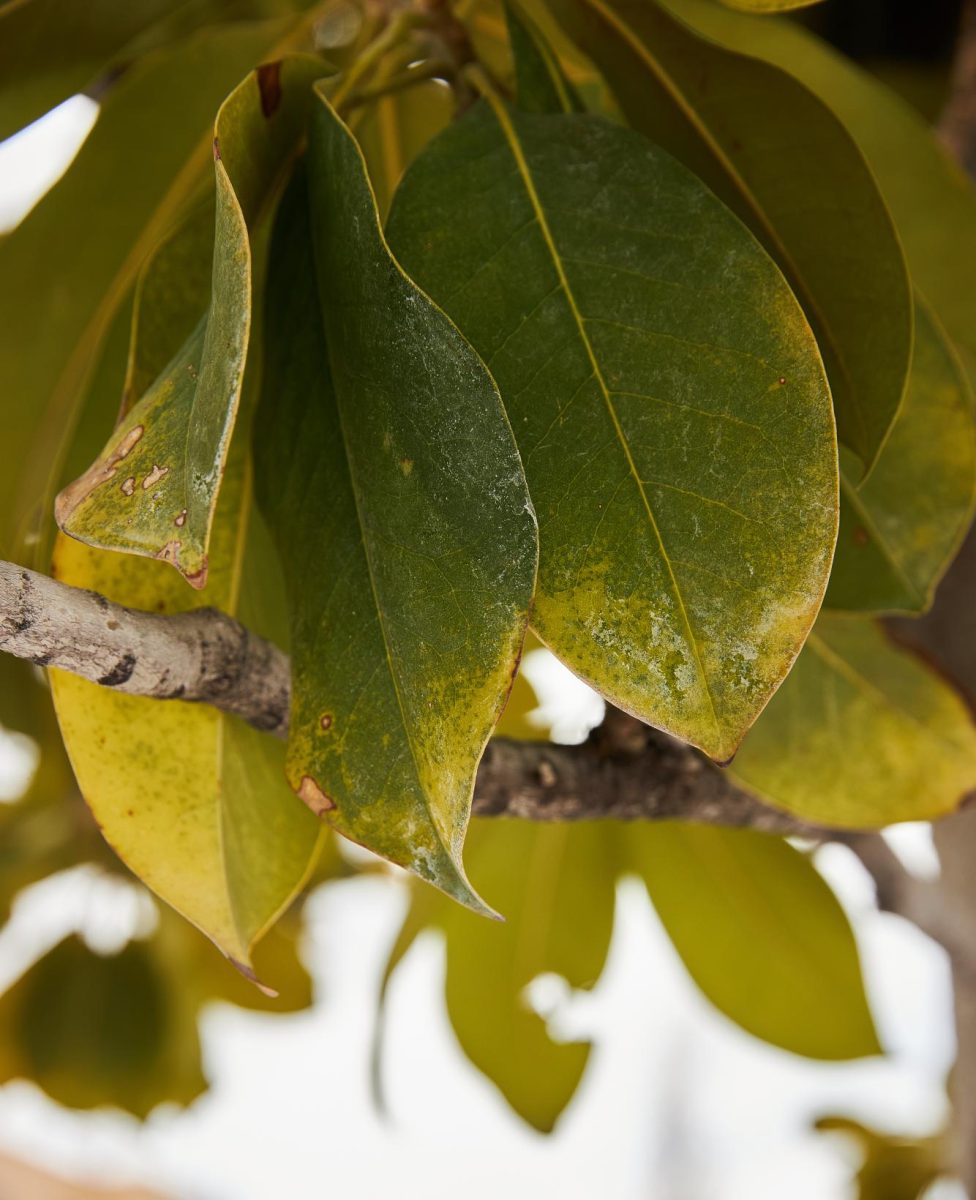 Southern Magnolia on the University of Utah campus in Salt Lake City on March 5, 2024. (Photo by Luke Larsen | The Daily Utah Chronicle)