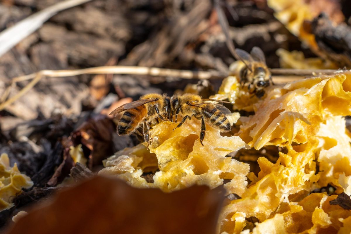 Bees outside of Marriott Honors Community on the University of Utah campus in Salt Lake City on Nov. 15, 2021. (Photo by Xiangyao Axe Tang | The Daily Utah Chronicle)