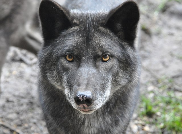 A grey wolf (Courtesy of Wikimedia Commons)