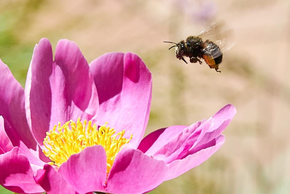 A native bee inspects a flower at the Red Butte Gardens on Thursday, June 6, 2024. (Photo by Luke Larsen | The Daily Utah Chronicle)
