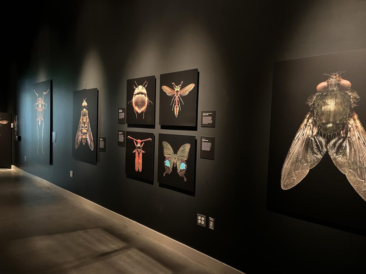 Microsculptures Exhibit at NHMU