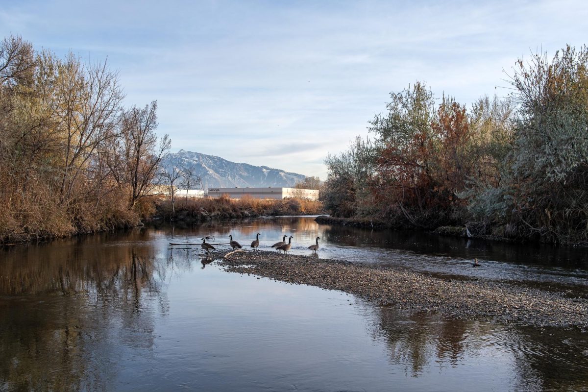 Canadian geese stand in the Jordan river in Murray, Utah, on Wednesday, Dec. 11, 2024.  At this location, water from Big Cottonwood Creek flows into the Jordan River and begins to travel much slower. (Photo by Marco Lozzi | The Daily Utah Chronicle)