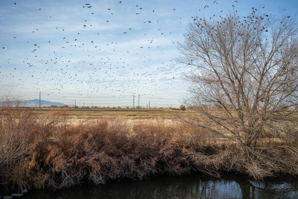 Red-winged blackbirds fly toward the Great Salt Lake above a ranch that borders the Legacy Nature Preserve in North Salt Lake, Utah, on Wednesday, Dec. 11, 2024. This spot marks the end of the 45-mile Jordan River Parkway Trail and is the final publicly accessible segment of the Jordan River before it reaches the Great Salt Lake. (Photo by Marco Lozzi | The Daily Utah Chronicle)