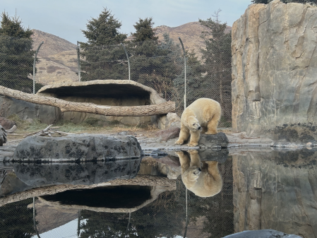 A polar bear at Utah's Hogle Zoo. (Photo Courtesy of Liliana Anderson).